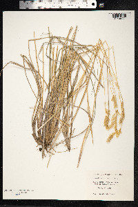 Image of Anthoxanthum utriculatum