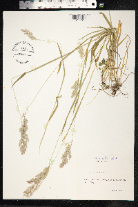 Holcus lanatus image