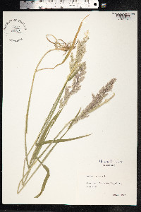 Holcus lanatus image