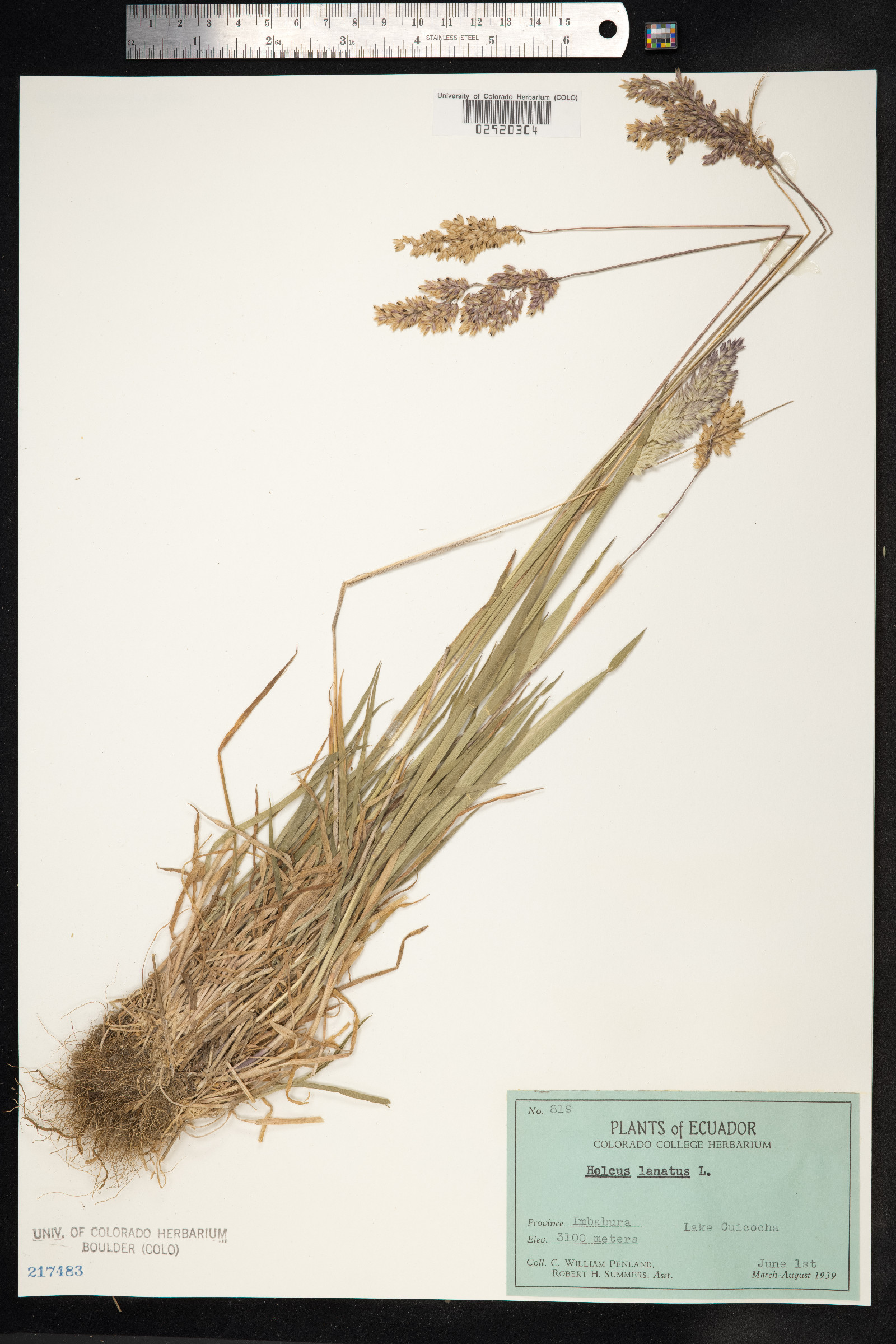 Holcus lanatus image
