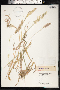 Holcus lanatus image