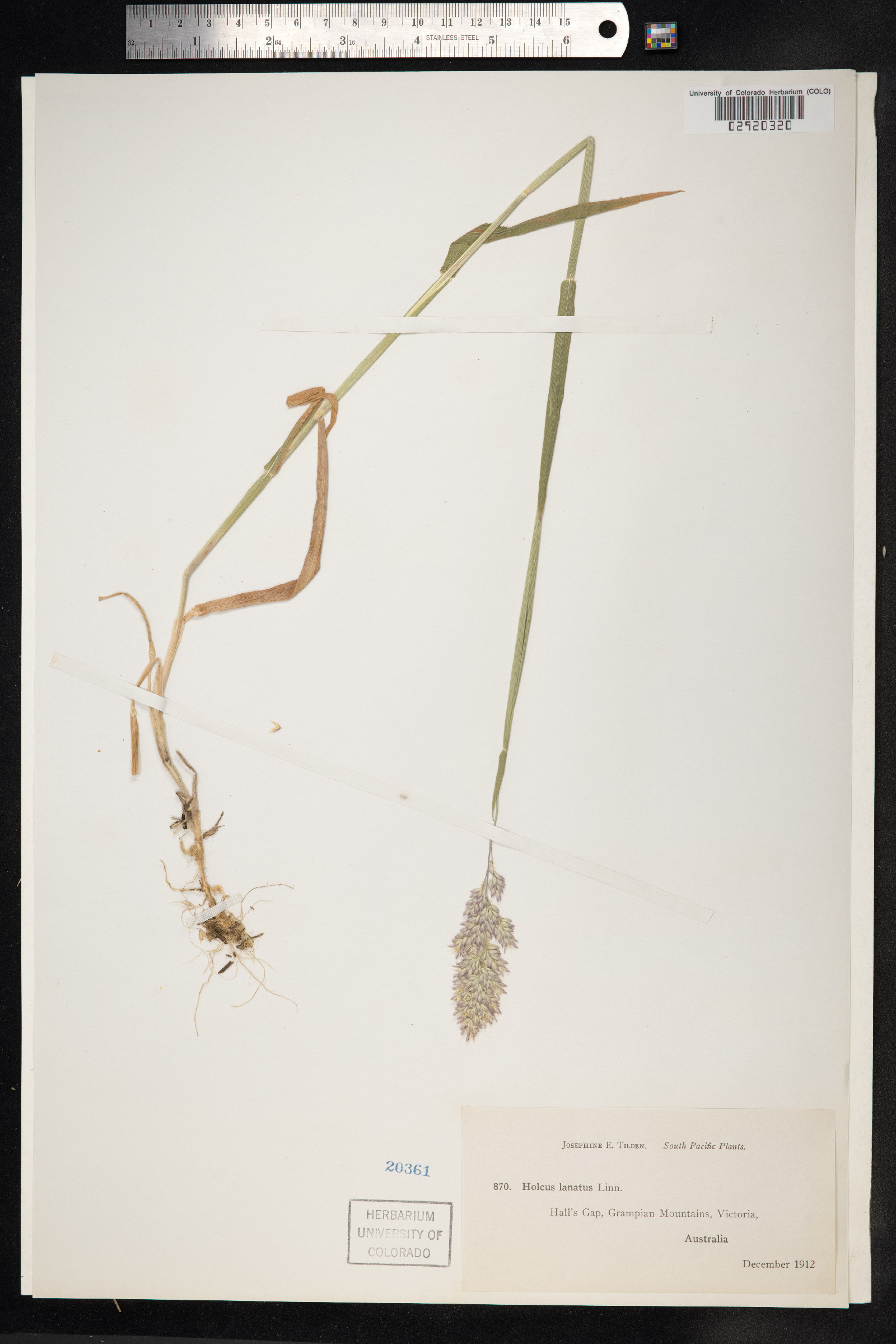 Holcus lanatus image