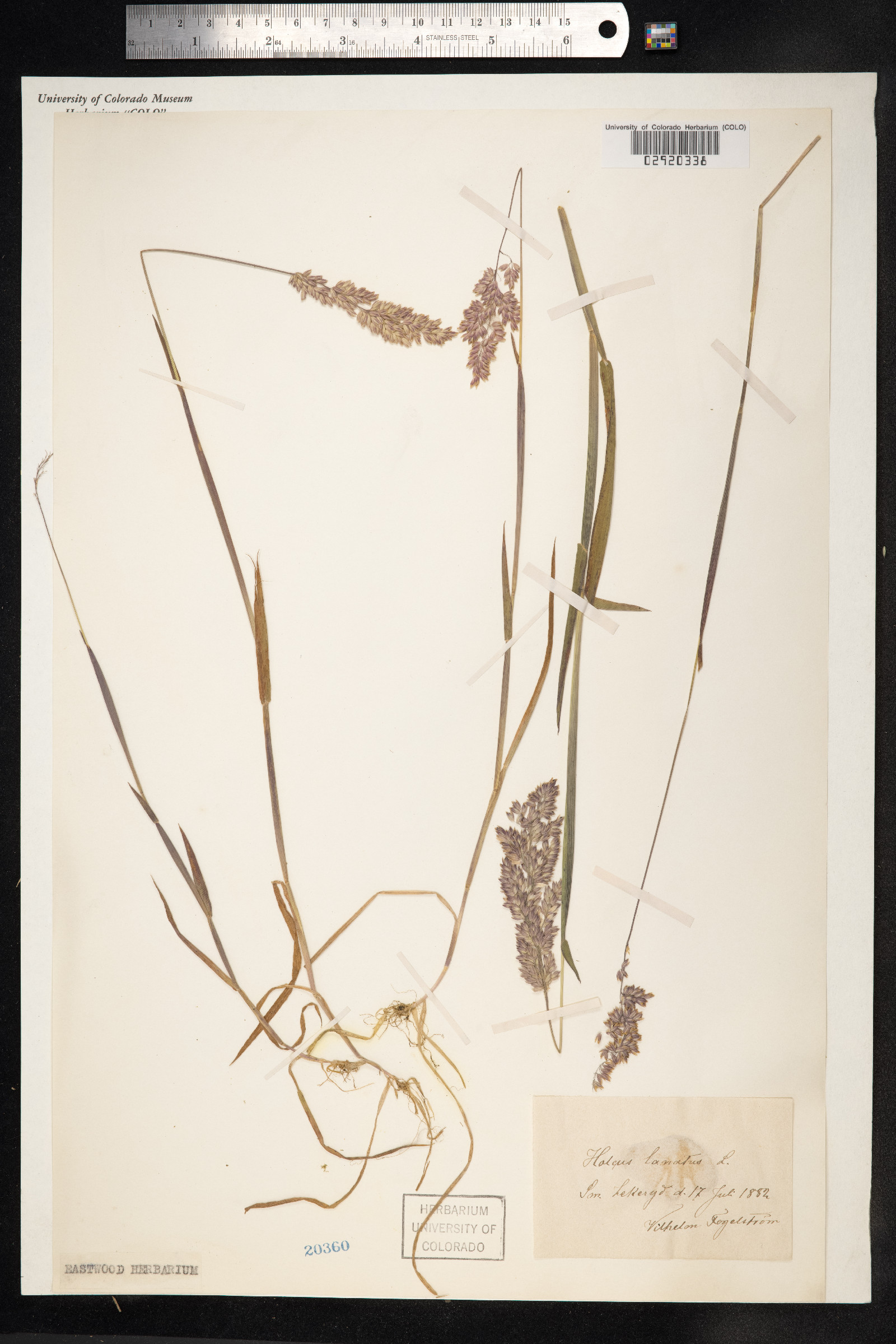 Holcus lanatus image