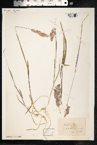 Holcus lanatus image