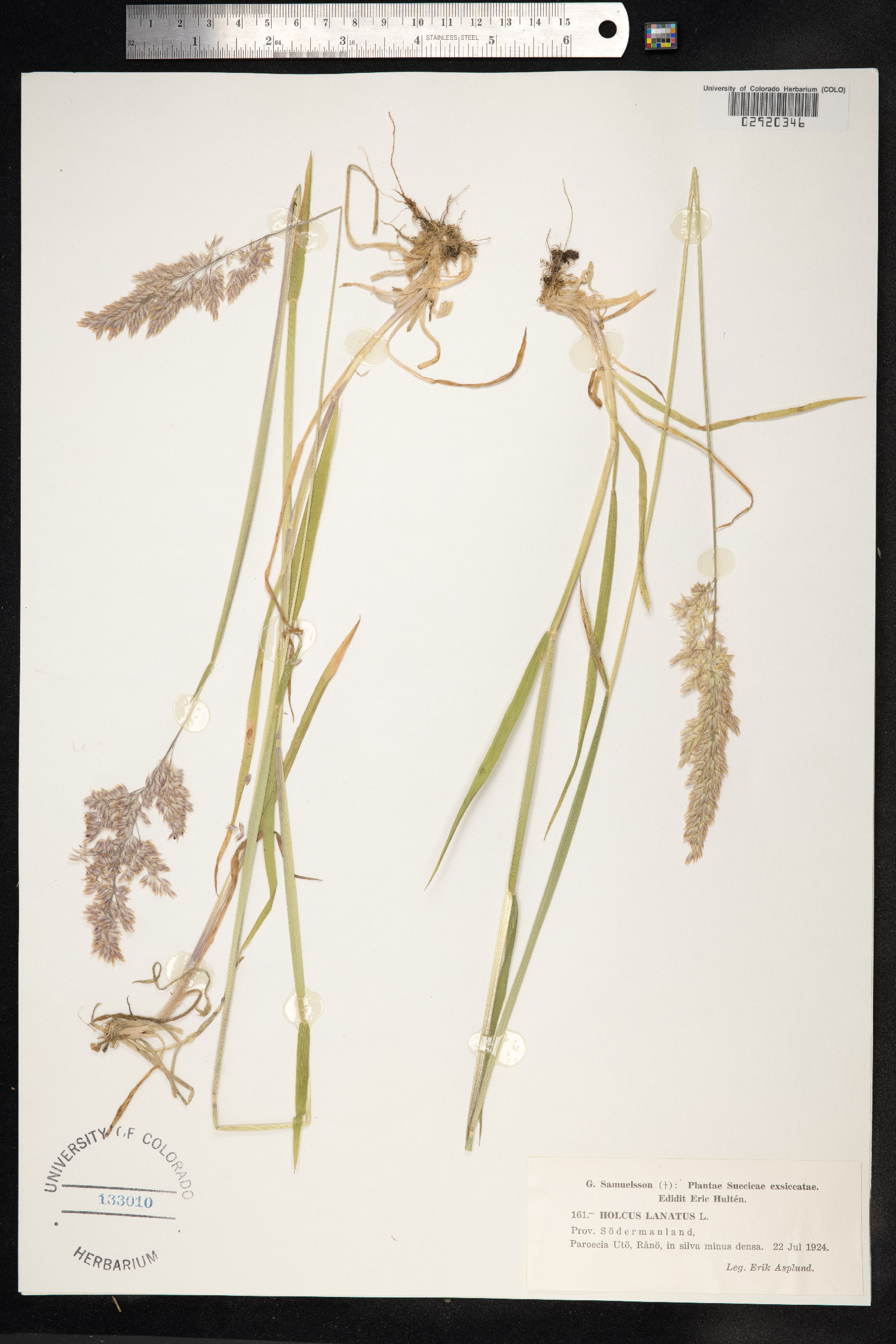 Holcus lanatus image
