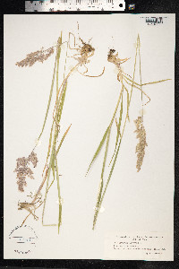 Holcus lanatus image