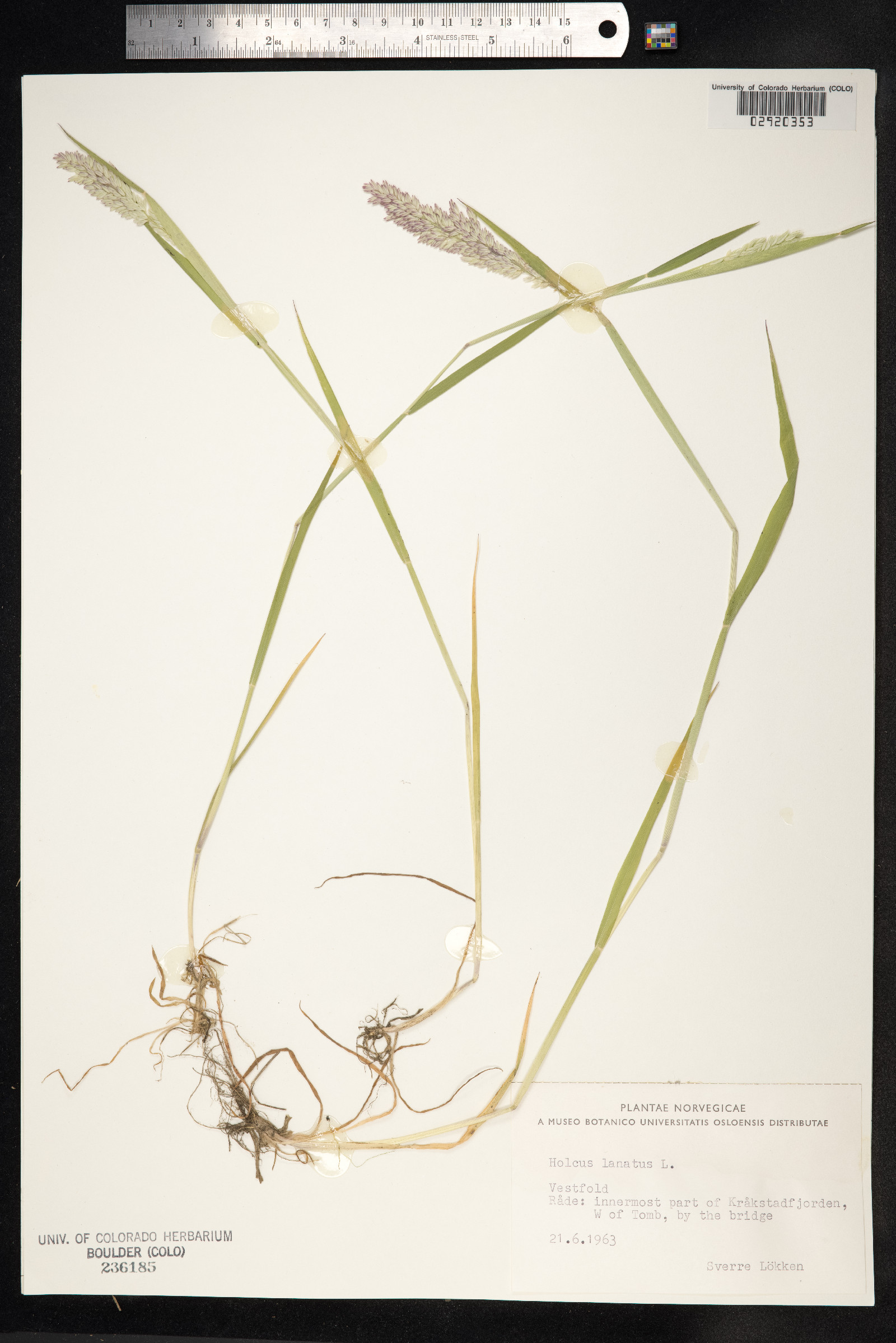 Holcus lanatus image