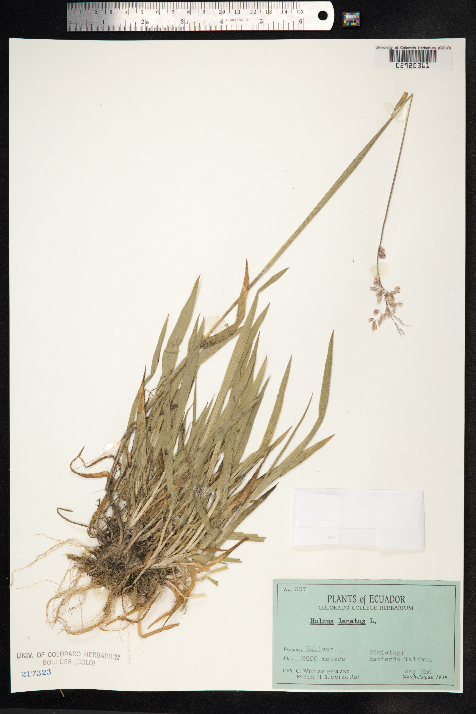 Holcus lanatus image