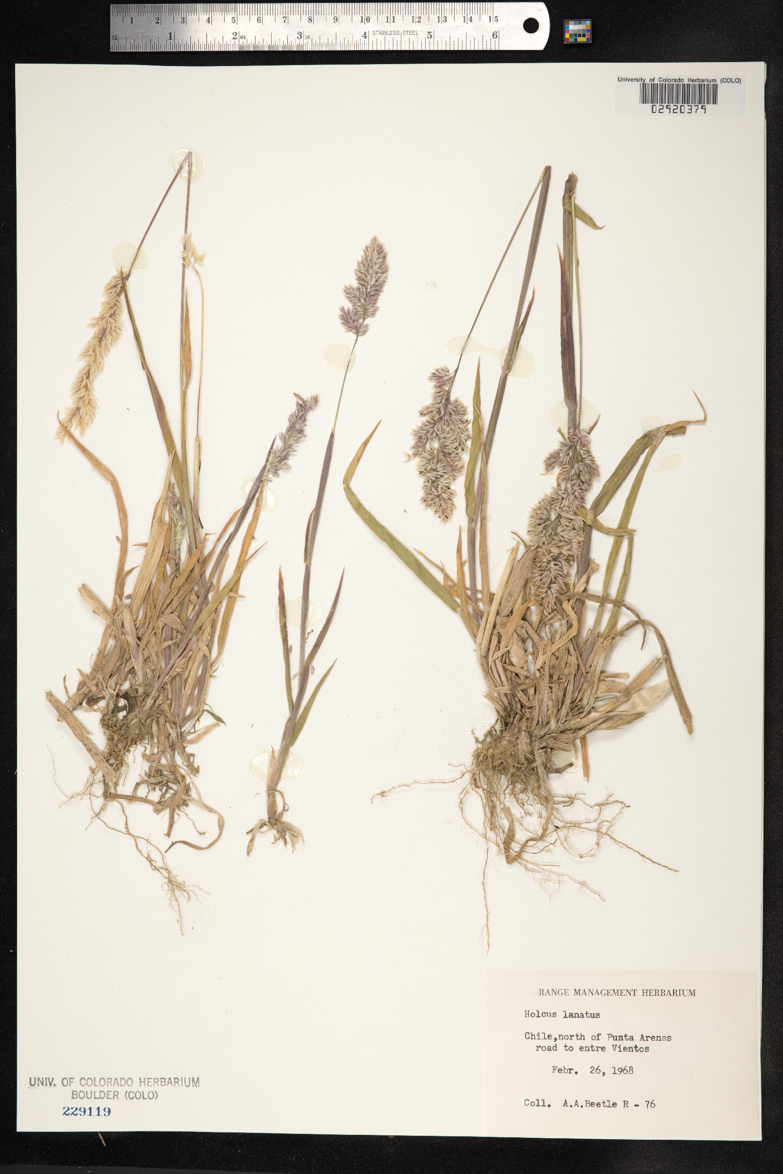 Holcus lanatus image