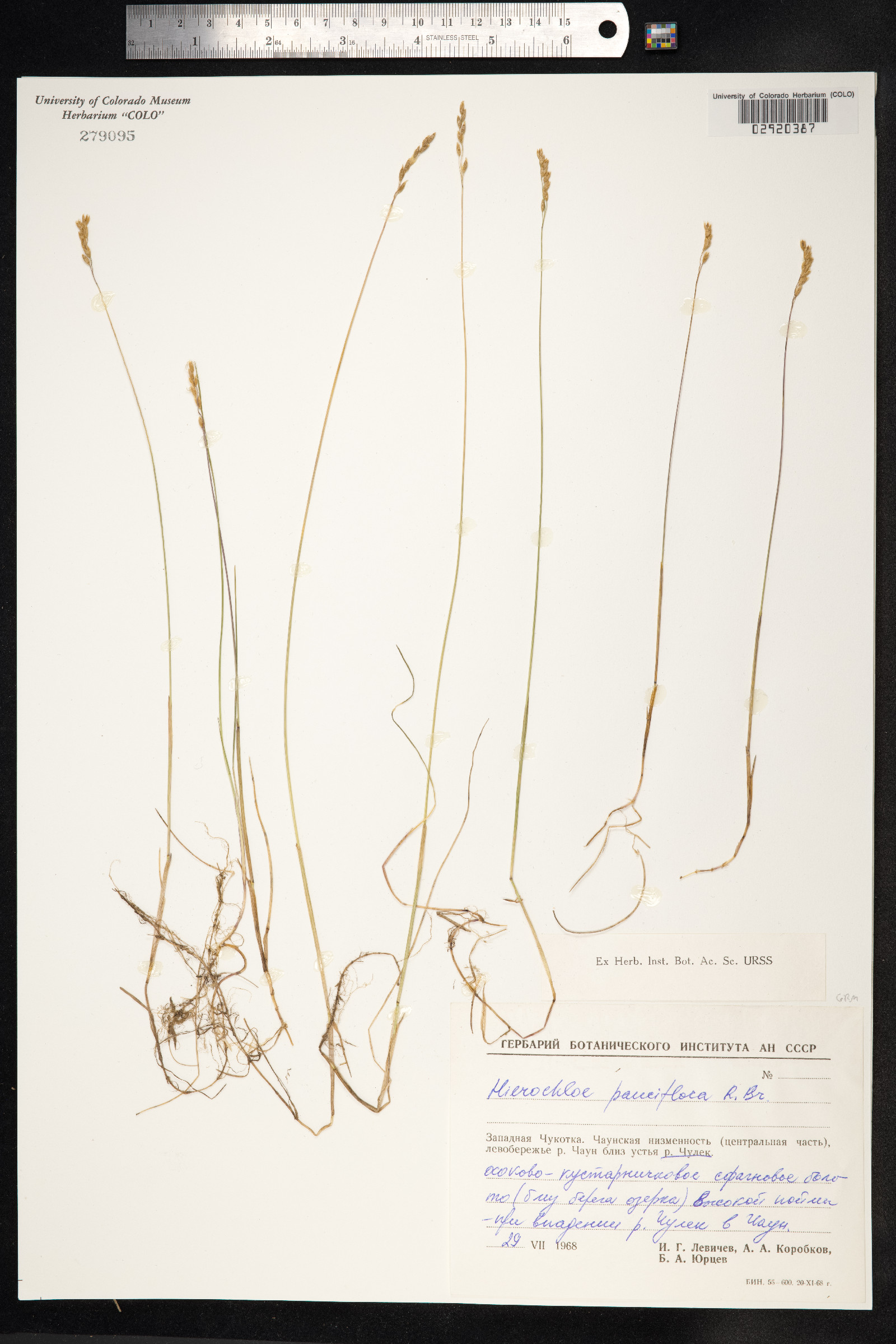 Anthoxanthum arcticum image