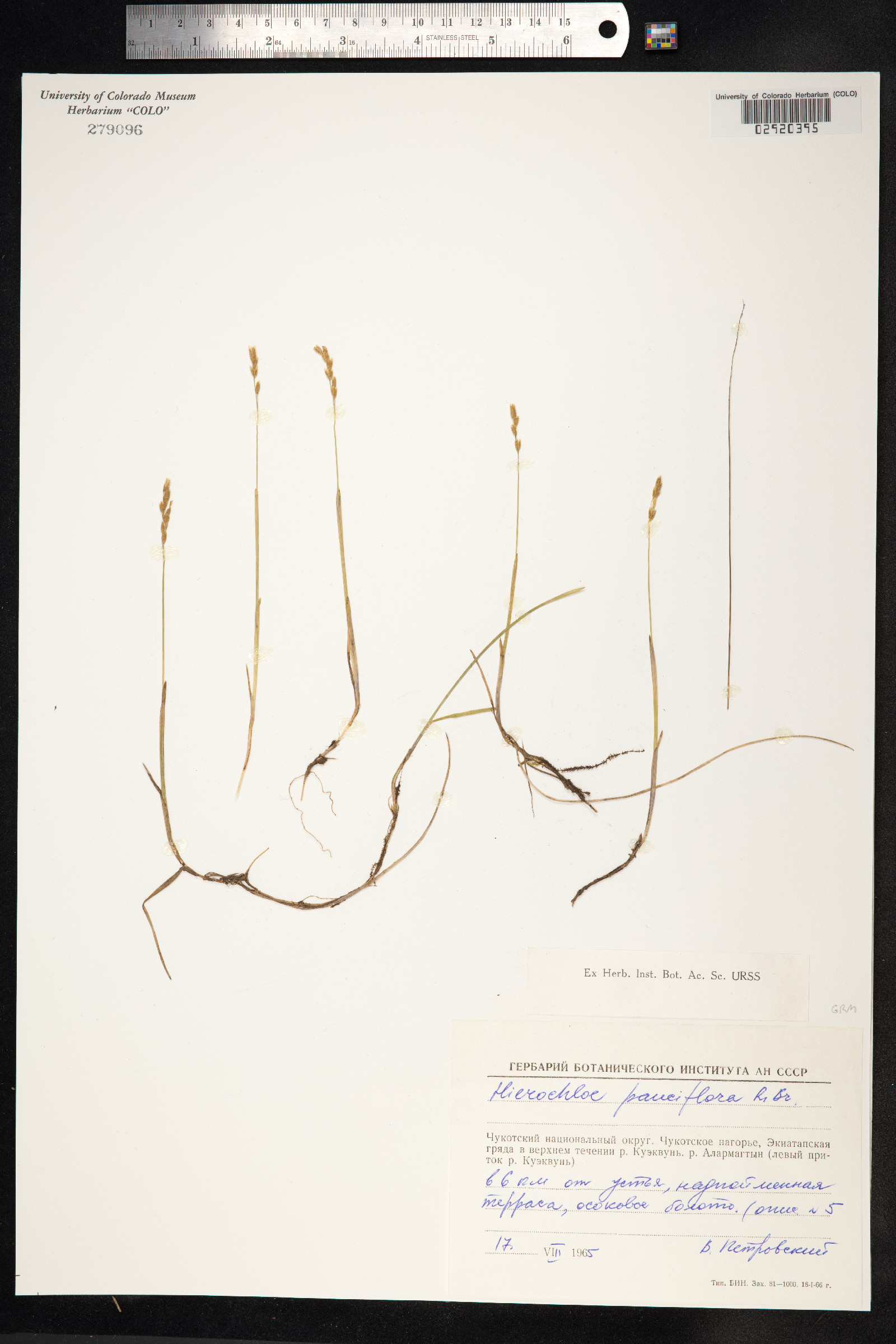 Anthoxanthum arcticum image