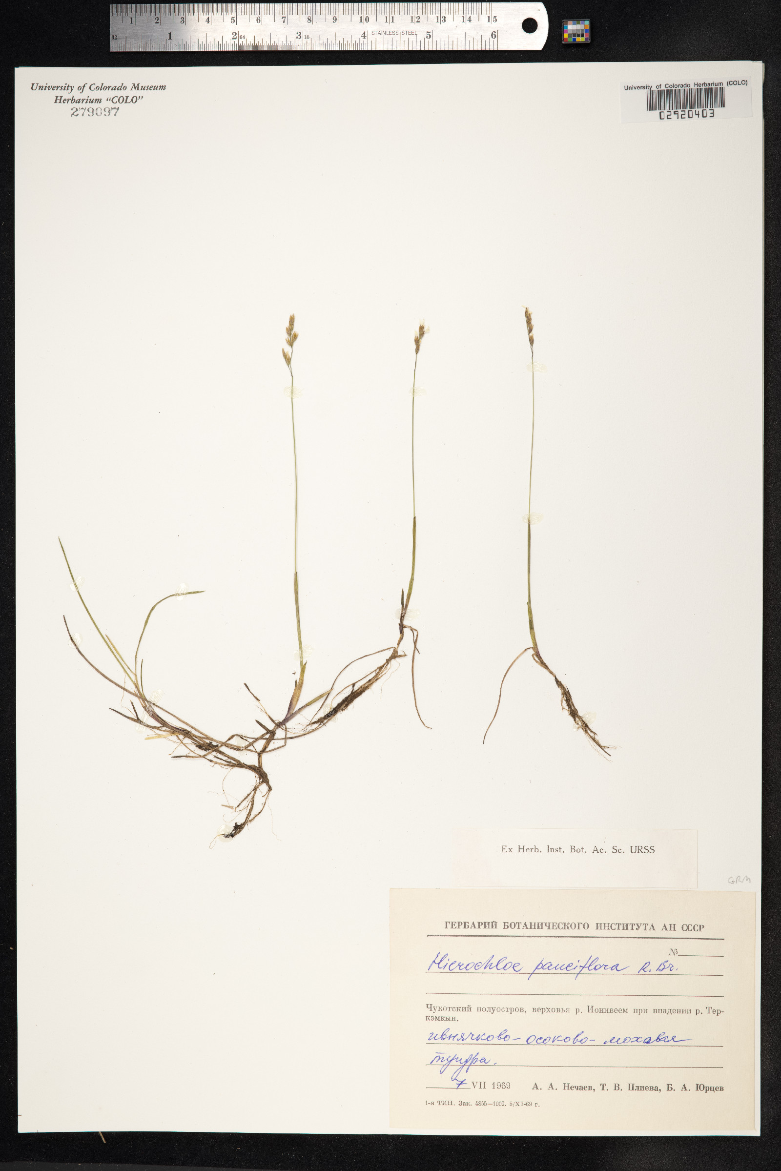 Anthoxanthum arcticum image