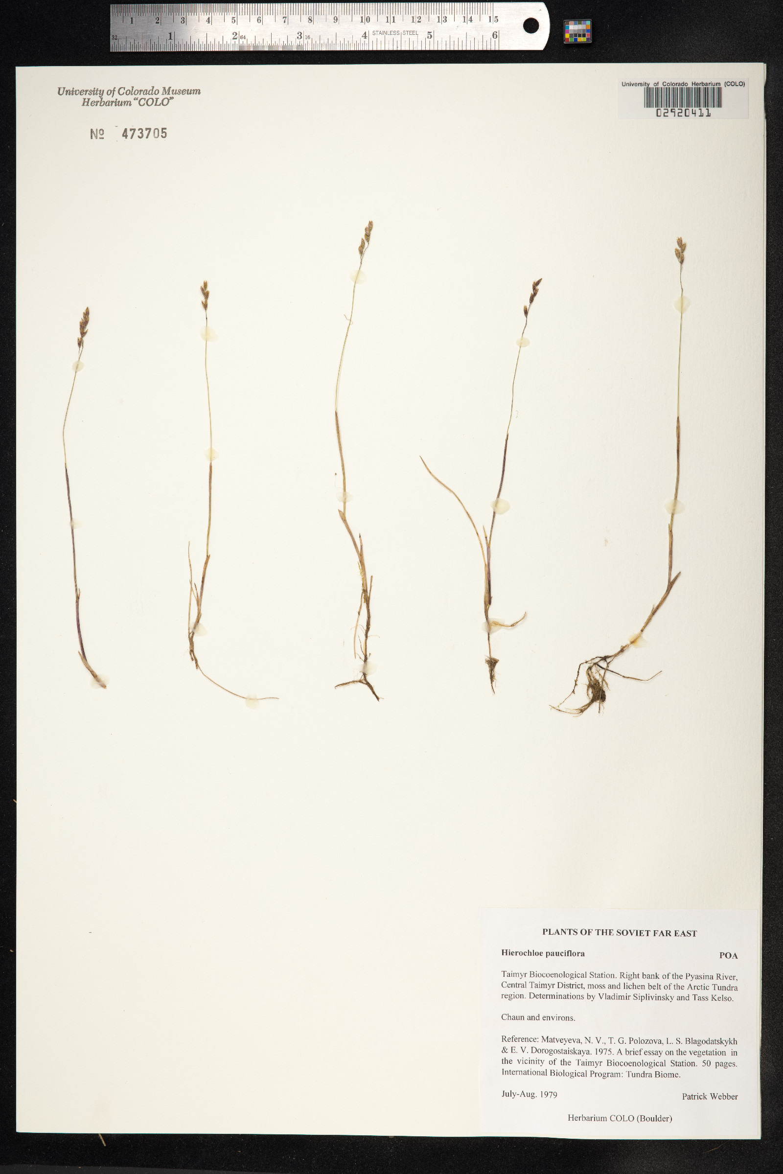 Anthoxanthum arcticum image