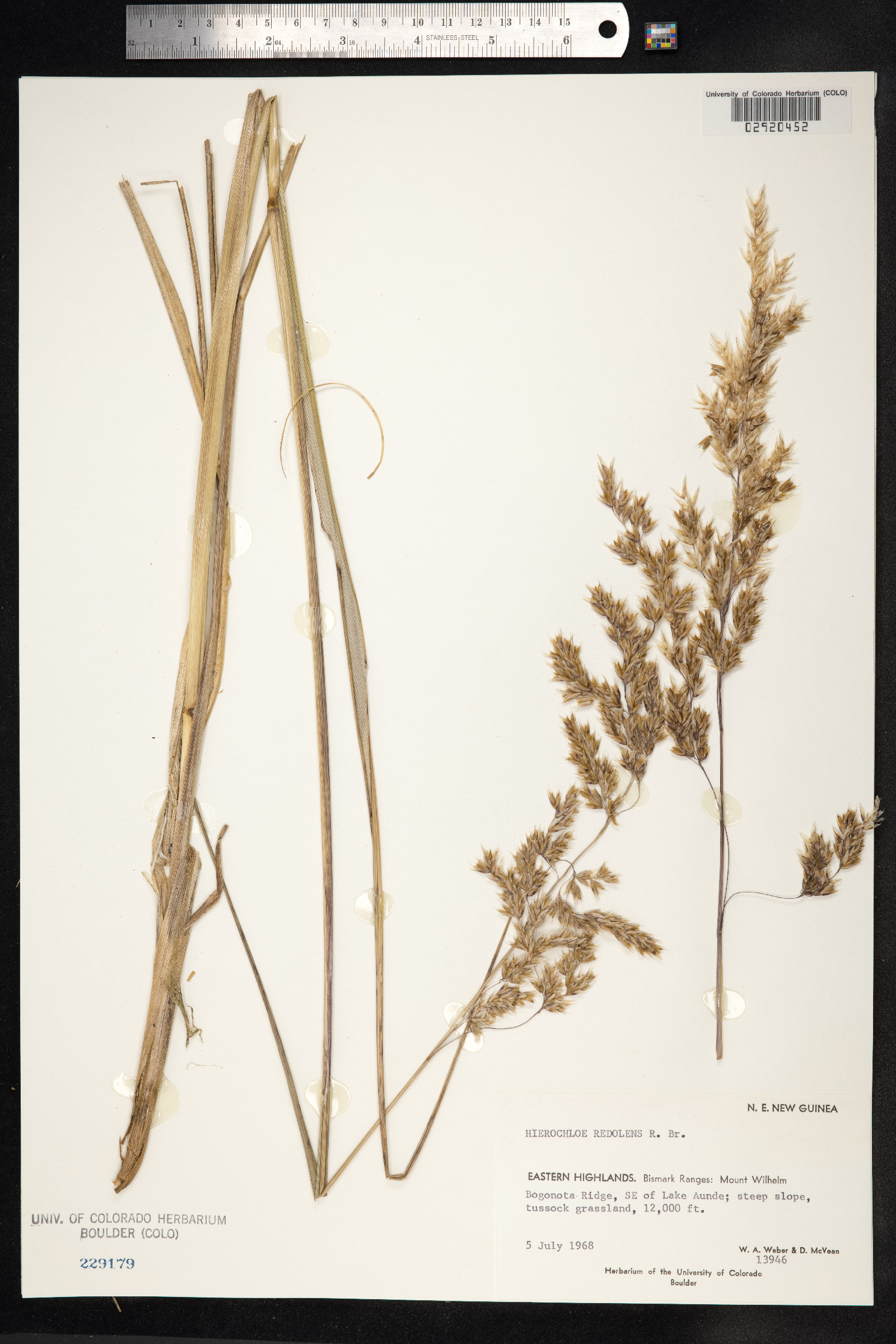 Hierochloe redolens image