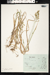 Hierochloe odorata image