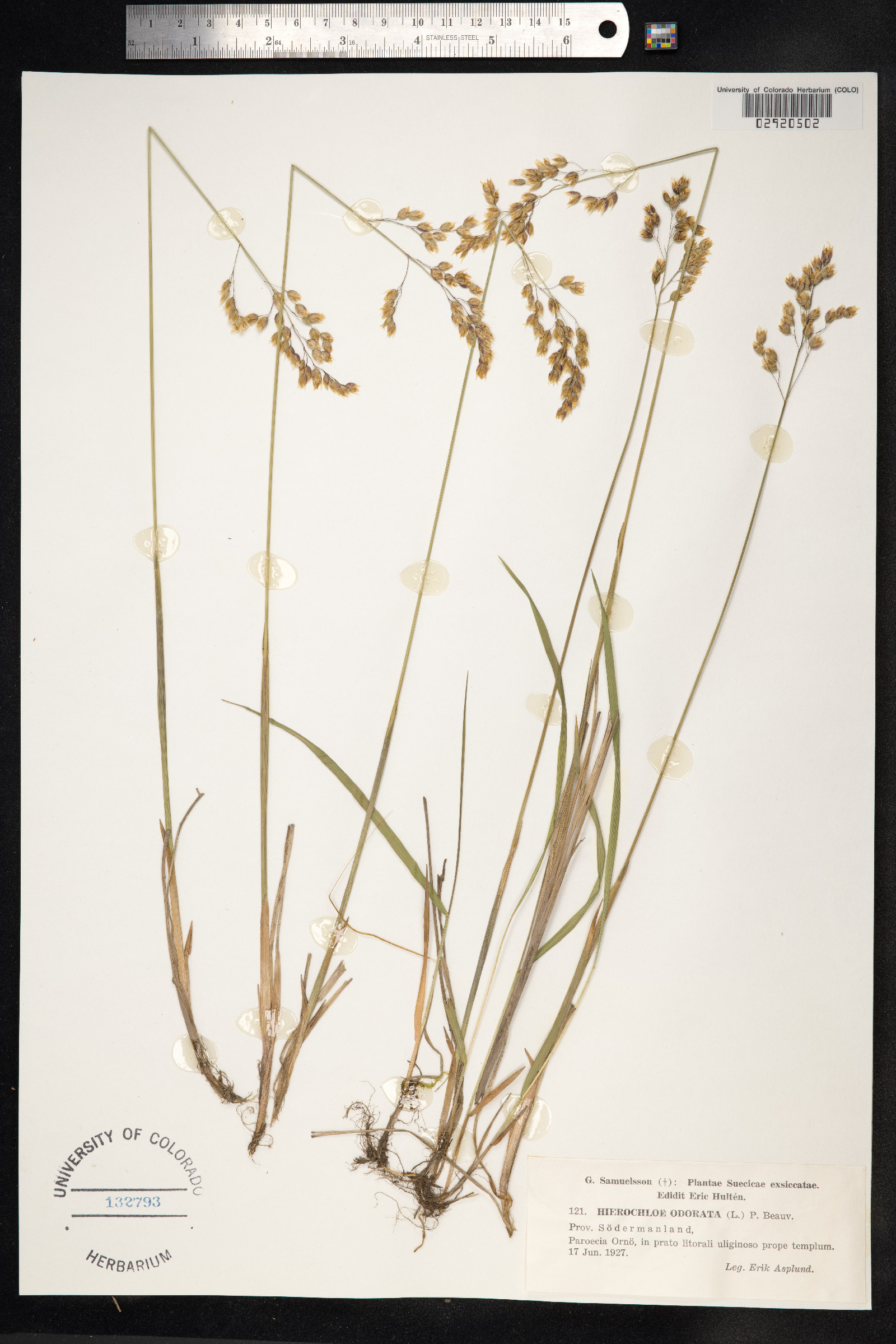 Hierochloe odorata image