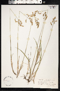 Hierochloe odorata image