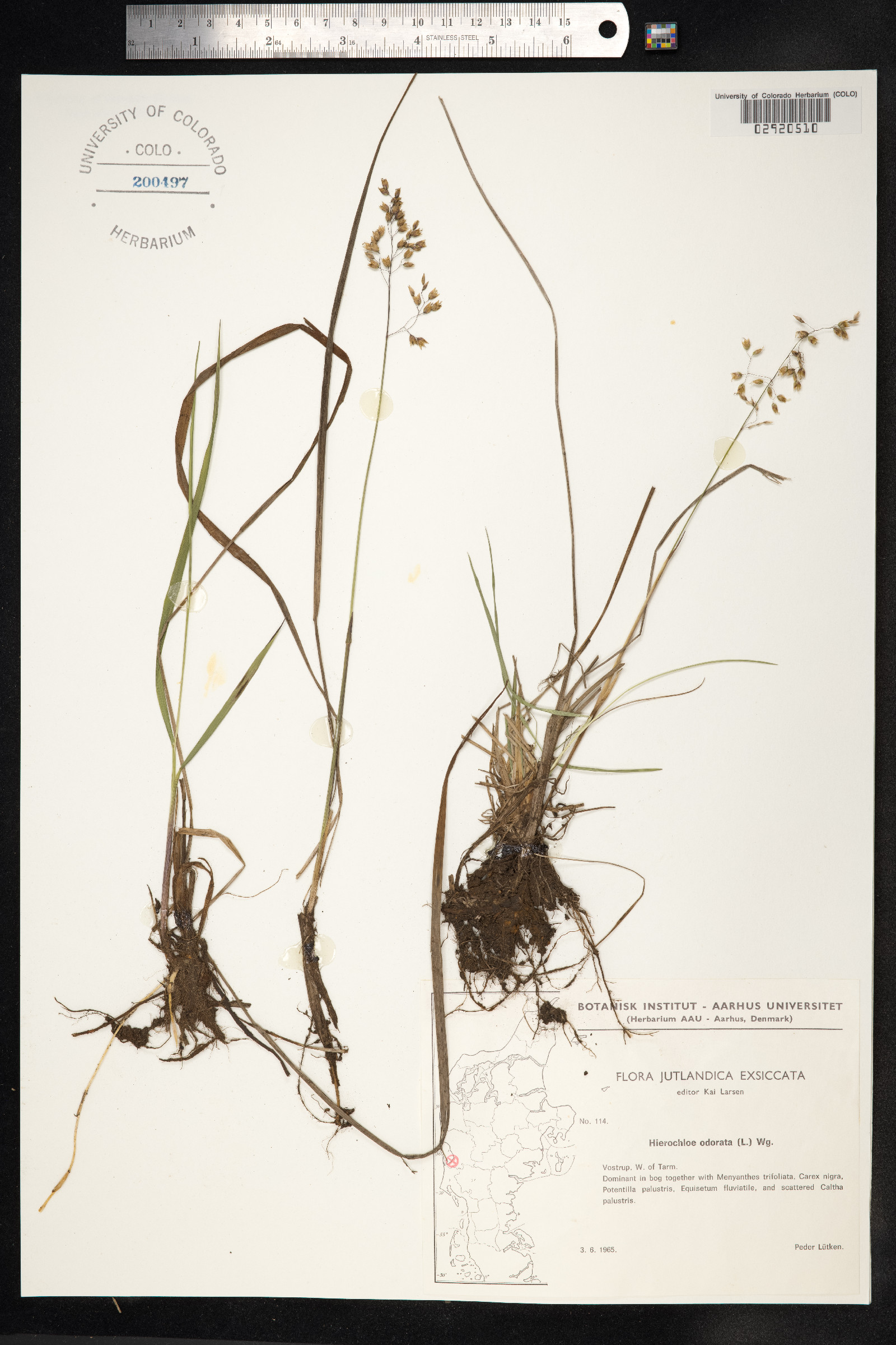 Hierochloe odorata image