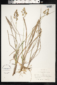 Hierochloe odorata image
