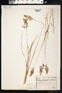 Hierochloe odorata image