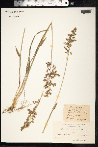 Hierochloe odorata image