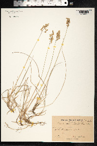 Hierochloe odorata image