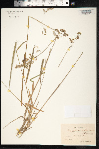 Hierochloe odorata image
