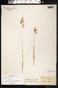 Hierochloe odorata image
