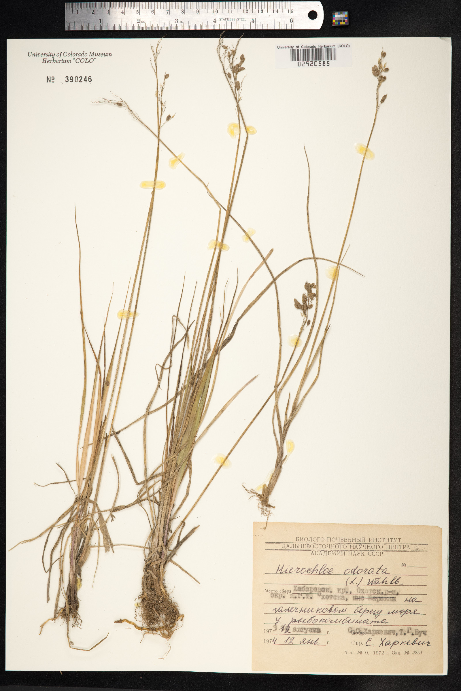 Hierochloe odorata image