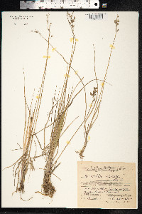 Hierochloe odorata image