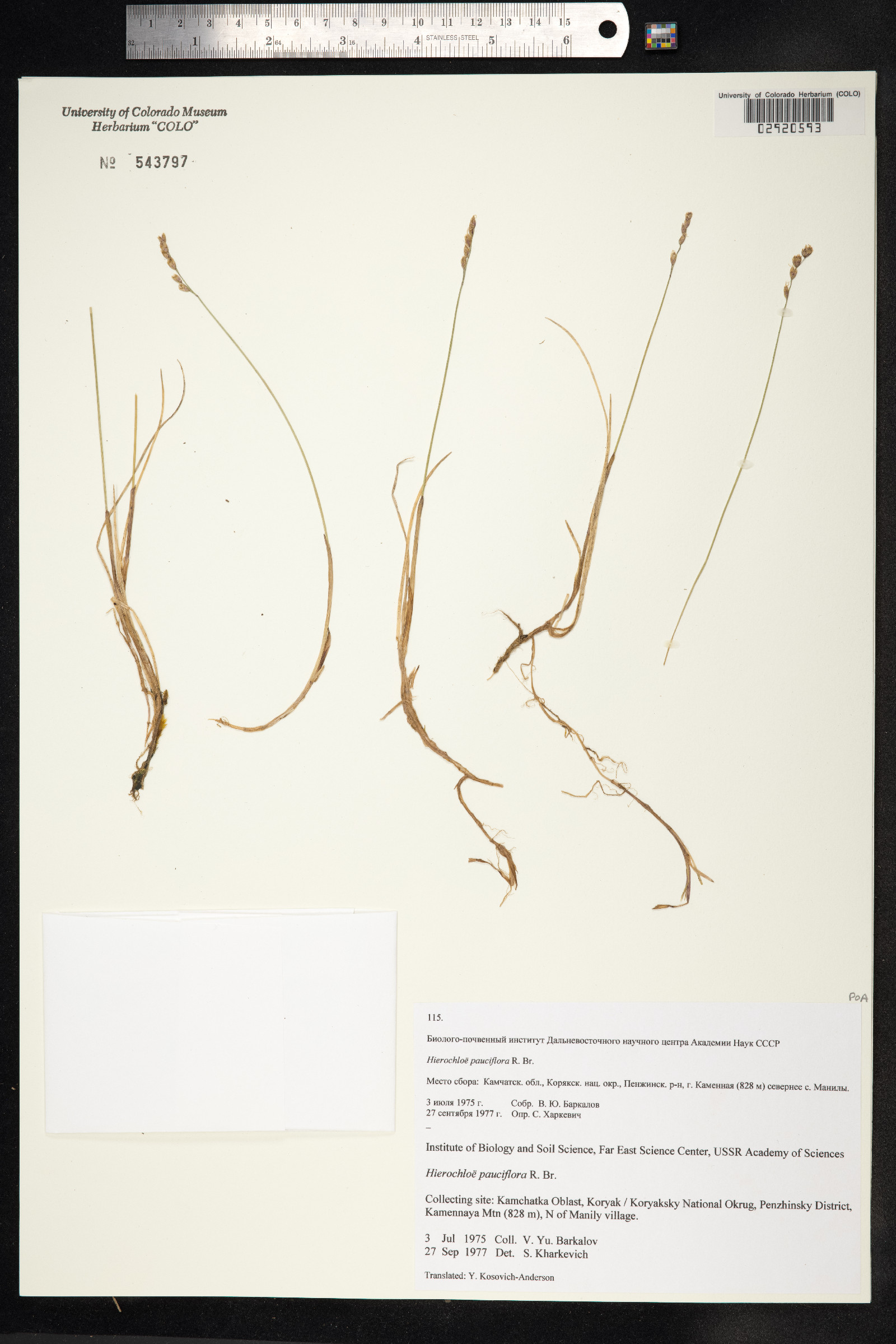 Anthoxanthum arcticum image
