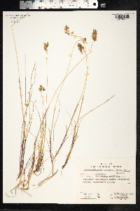 Anthoxanthum monticola image