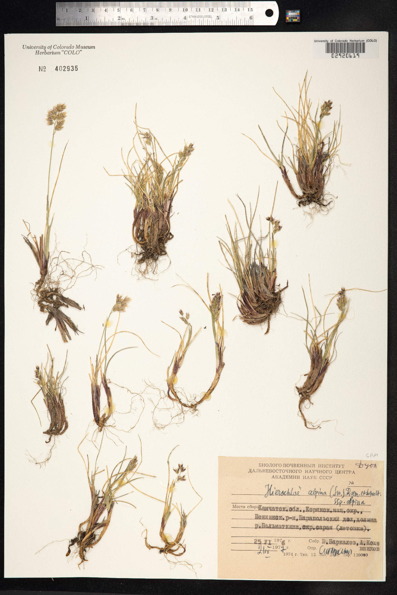 Anthoxanthum monticola image