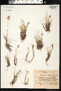 Anthoxanthum monticola image