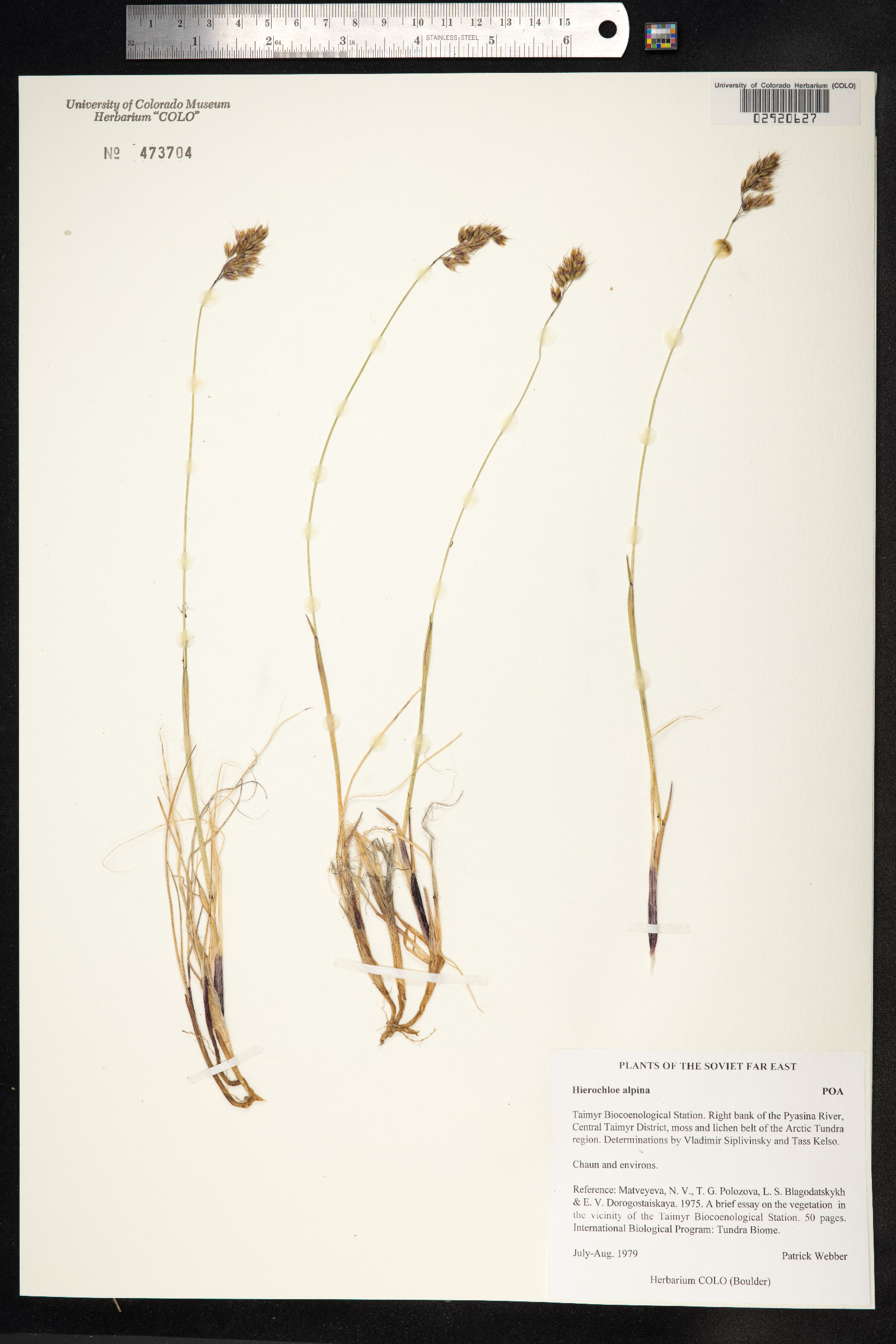 Anthoxanthum monticola image