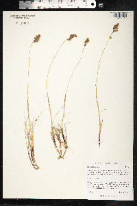 Anthoxanthum monticola image
