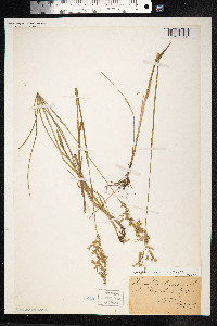 Hierochloe odorata image