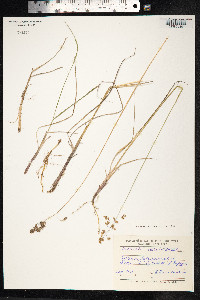 Hierochloe odorata image