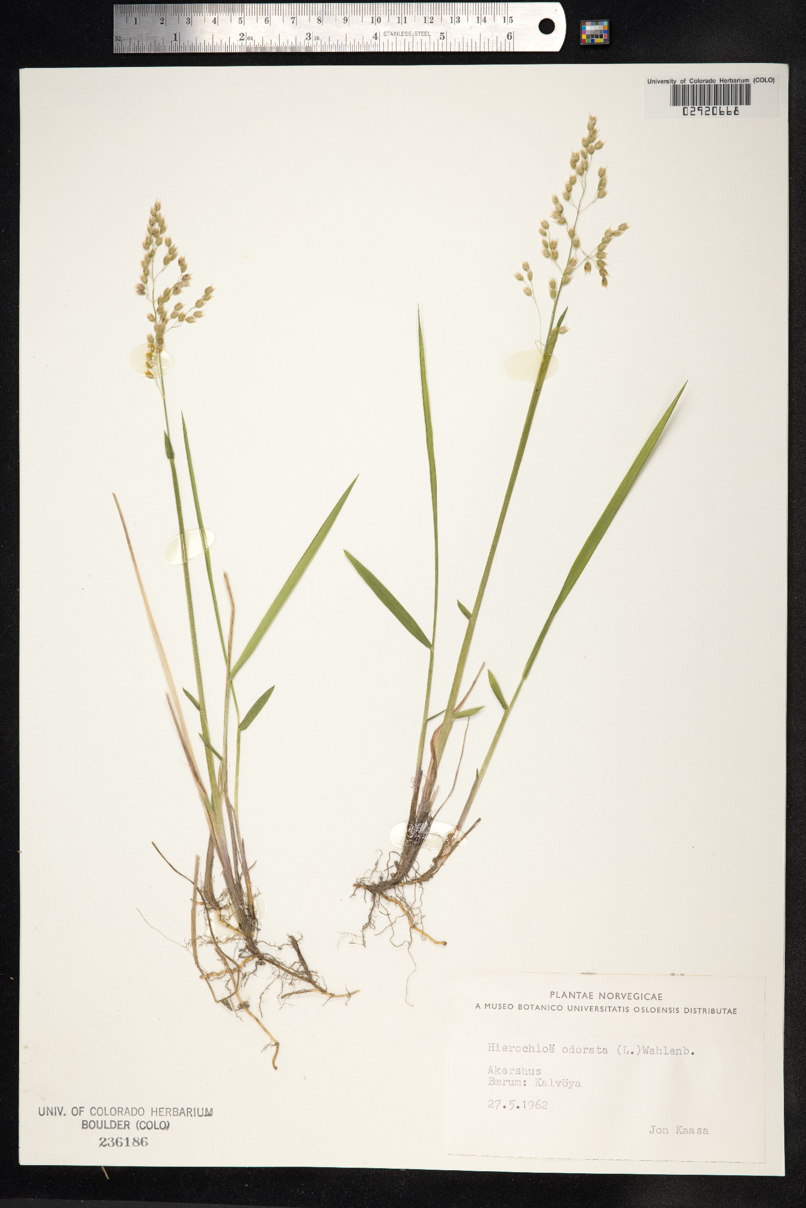 Hierochloe odorata image