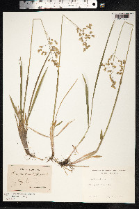 Hierochloe odorata image