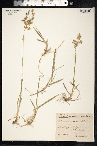 Hierochloe odorata image