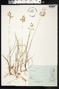 Hierochloe odorata image