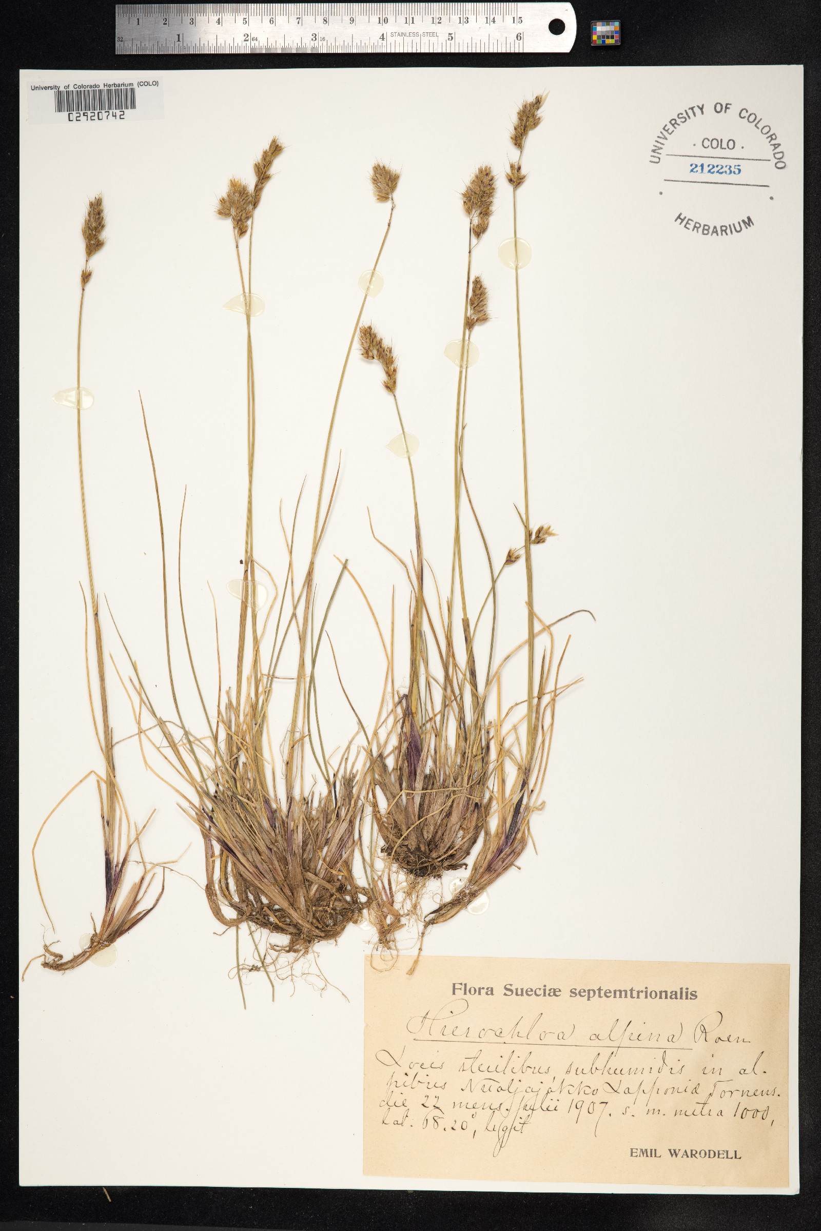 Anthoxanthum monticola image