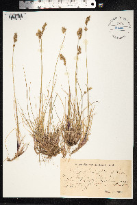 Anthoxanthum monticola image
