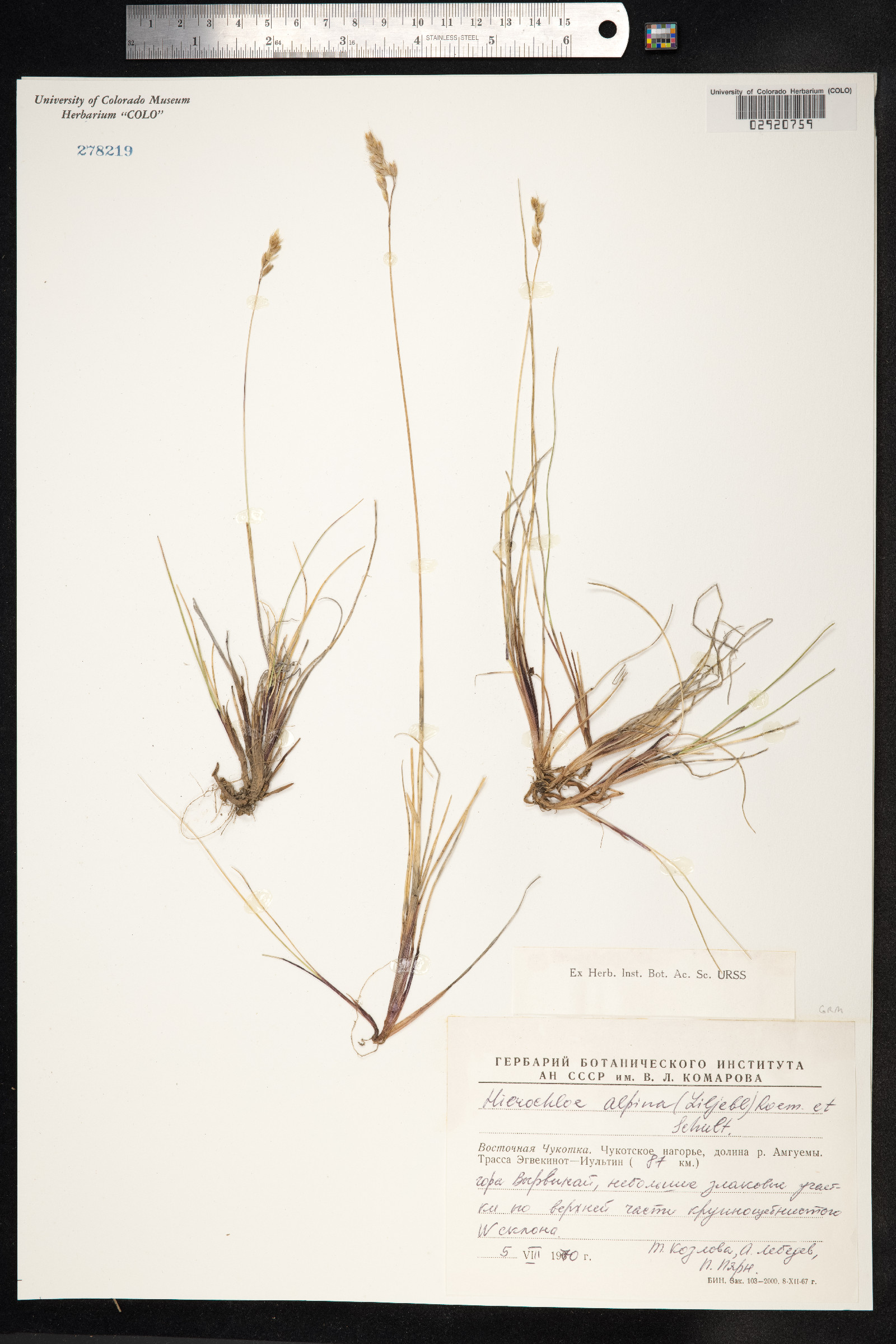 Anthoxanthum monticola image