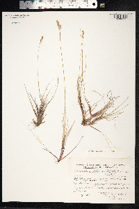 Anthoxanthum monticola image