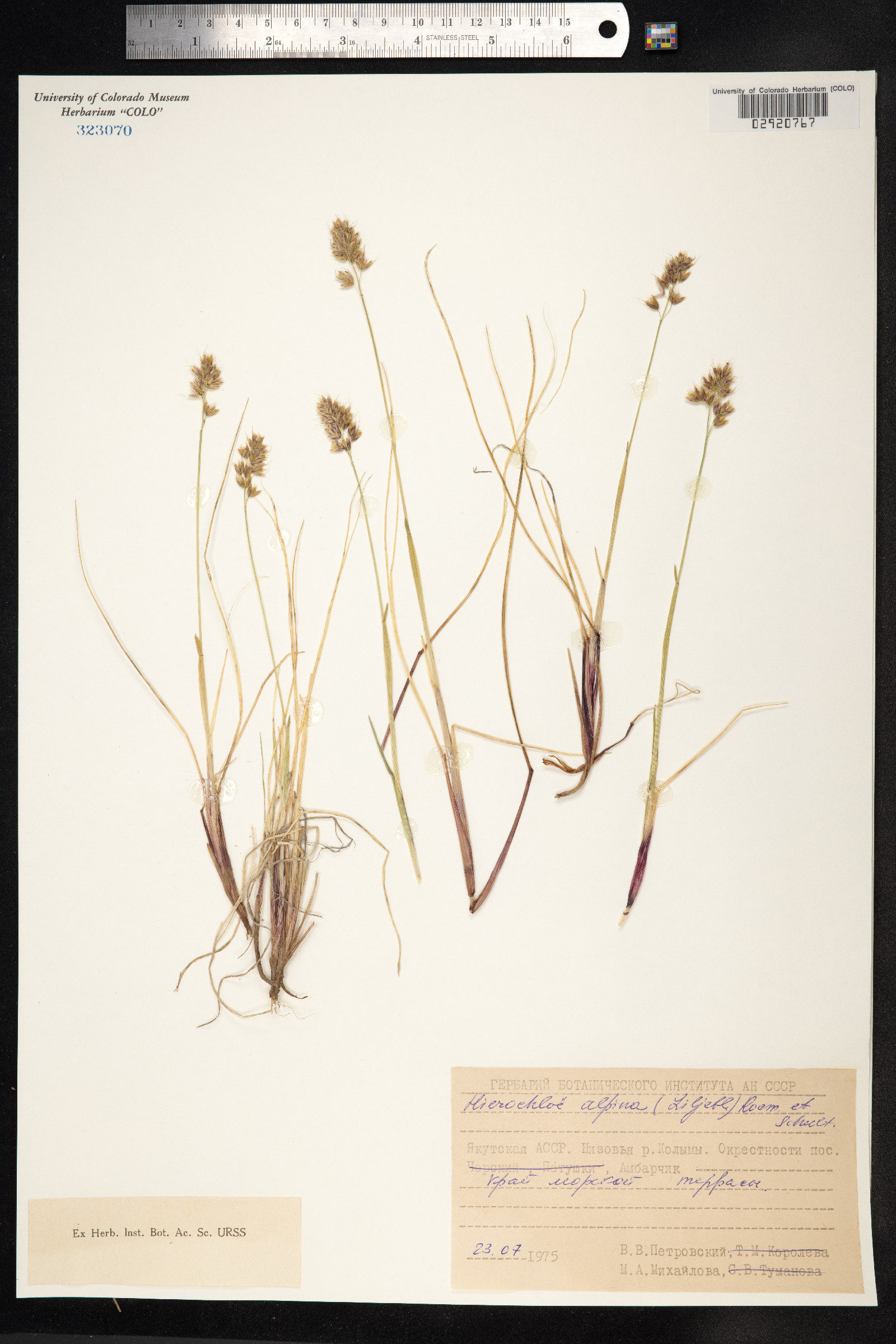 Anthoxanthum monticola image