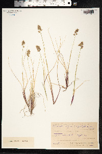 Anthoxanthum monticola image