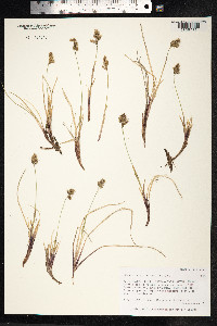 Anthoxanthum monticola image