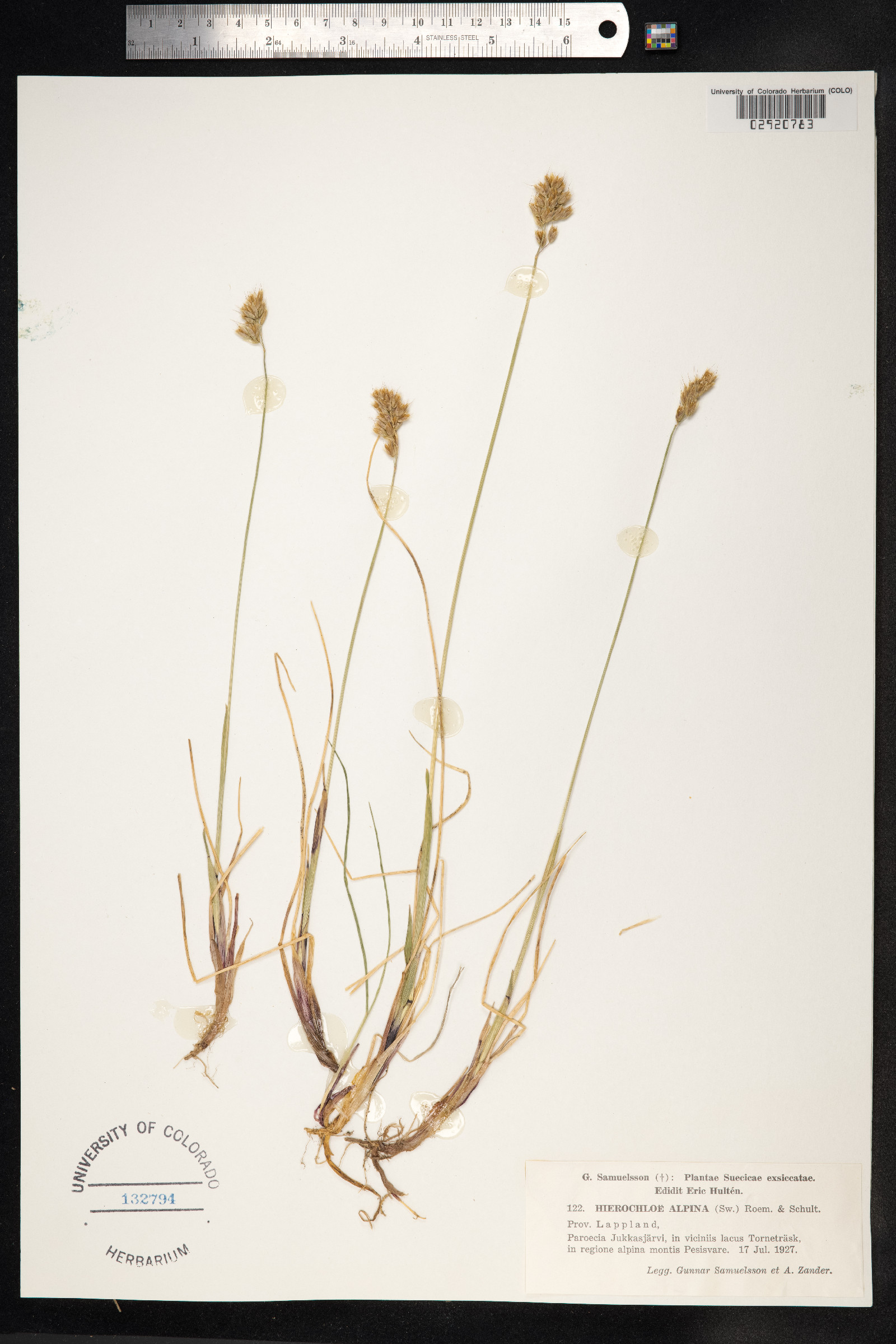 Anthoxanthum monticola image